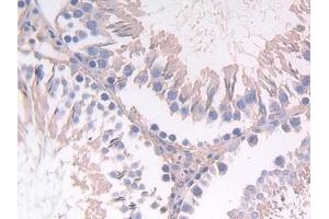 Detection of FGL1 in Rat Testis Tissue using Polyclonal Antibody to Fibrinogen Like Protein 1 (FGL1)