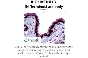 Image no. 1 for anti-Melatonin Receptor 1B (MTNR1B) (Extracellular Domain), (N-Term) antibody (ABIN1737121) (Melatonin Receptor 1B anticorps  (Extracellular Domain, N-Term))