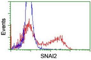 Image no. 2 for anti-Snail Family Zinc Finger 2 (SNAI2) antibody (ABIN1500984) (SLUG anticorps)