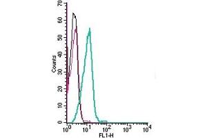 anti-Serotonin Receptor 2B (HTR2B) (AA 6-20), (Extracellular) antibody
