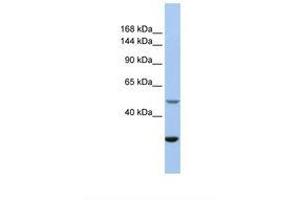 Image no. 1 for anti-Zinc Finger, ZZ-Type Containing 3 (ZZZ3) (AA 591-640) antibody (ABIN6738726)