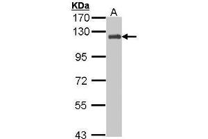 WB Image Sample (30 ug of whole cell lysate) A: H1299 7.