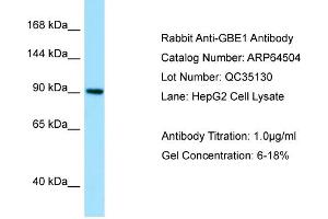 Western Blotting (WB) image for anti-Glucan (1,4-alpha-), Branching Enzyme 1 (GBE1) (N-Term) antibody (ABIN2789854) (GBE1 anticorps  (N-Term))