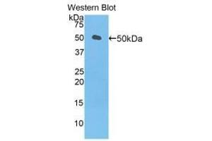 Western blot analysis of recombinant Mouse LEFTY1.