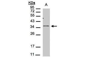 WB Image Sample(30 μg of whole cell lysate) A:293T 12% SDS PAGE antibody diluted at 1:1000 (CXCR6 anticorps)