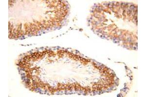 Immunohistochemical staining of FGF8 on formalin fixed, paraffin embedded rat testicle with FGF8 polyclonal antibody . (FGF8 anticorps  (C-Term))