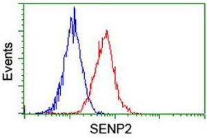 Image no. 2 for anti-SUMO1/sentrin/SMT3 Specific Peptidase 2 (SENP2) (AA 139-523) antibody (ABIN1490925)