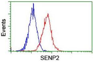 Image no. 2 for anti-SUMO1/sentrin/SMT3 Specific Peptidase 2 (SENP2) (AA 139-523) antibody (ABIN1490925) (SENP2 anticorps  (AA 139-523))