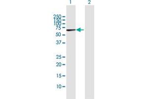 Western Blot analysis of MARS2 expression in transfected 293T cell line by MARS2 MaxPab polyclonal antibody.