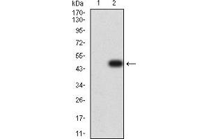 Western blot analysis using CD137 mAb against HEK293 (1) and CD137 (AA: extra 24-186)-hIgGFc transfected HEK293 (2) cell lysate.