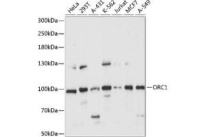 Western blot analysis of extracts of various cell lines, using ORC1 antibody (ABIN7269110) at 1:1000 dilution. (ORC1 anticorps  (AA 696-856))