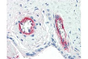 Anti-F8 / Factor VIII antibody IHC of human placenta, vessels. (Factor VIII anticorps)