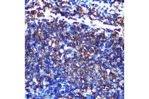 Immunohistochemistry of paraffin-embedded mouse spleen using HLA-DQ Rabbit mAb (1252) at dilution of 1:100 (40x lens). (HLA-DQA1 anticorps)