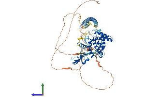 AlphaFold protein structure predicition of Mouse Recombinant Racgap1 Protein, UniprotID Q9WVM1