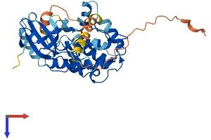 AlphaFold protein structure predicition of Human Recombinant PNCK Protein, UniprotID Q6P2M8