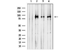 Western blot analysis of lysates from various samples, using Phospho-S (Ser727) Antibody.