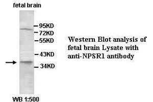 Image no. 2 for anti-Neuropeptide S Receptor 1 (NPSR1) (AA 241-300) antibody (ABIN791223) (NPSR1 anticorps  (AA 241-300))