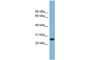 WB Suggested Anti-SRrp35 Antibody Titration:  0. (SRSF12 anticorps  (Middle Region))
