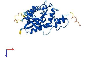 AlphaFold protein structure predicition of Mouse Recombinant Nmnat3 Protein, UniprotID Q99JR6