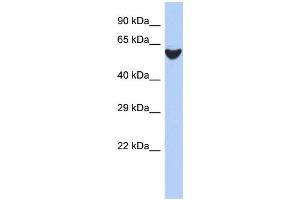 WB Suggested Anti-BRF2 Antibody Titration:  0. (BRF2 anticorps  (N-Term))