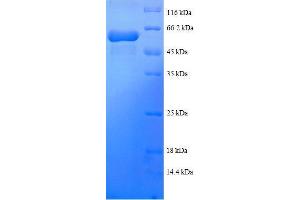 Tetratricopeptide Repeat Domain 1 (TTC1) (AA 3-292), (partial) protein (GST tag) (TTC1 Protein (AA 3-292, partial) (GST tag))
