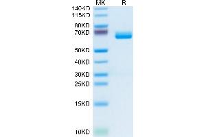 Mouse c-MPL/Thrombopoietin R on Tris-Bis PAGE under reduced condition.