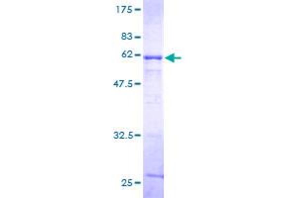 POLR2C Protein (AA 1-275) (GST tag)