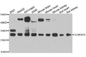 Western blot analysis of extracts of various cell lines, using COPS7A antibody. (COPS7A anticorps  (AA 1-275))