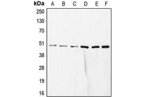 Western blot analysis of COPS3 expression in HeLa (A), SP2/0 (B), mouse liver (C), rat liver (D), NIH3T3 (E), HEK293T (F) whole cell lysates.