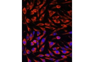 Immunofluorescence analysis of L929 cells using OTUD7B antibody (ABIN7269125) at dilution of 1:100.