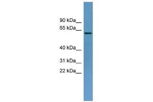 TOM1 antibody used at 1 ug/ml to detect target protein. (TOM1 anticorps)