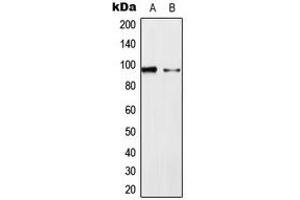 Western blot analysis of ERK3 expression in HeLa (A), NIH3T3 (B) whole cell lysates. (MAPK6 anticorps  (Center))