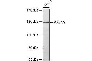 Western blot analysis of extracts of HeLa cells, using PIK3CG antibody (ABIN3020831, ABIN3020832, ABIN3020833 and ABIN6213746) at 1:1000 dilution. (PIK3 gamma anticorps  (AA 1-310))
