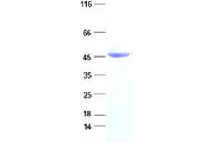 Validation with Western Blot
