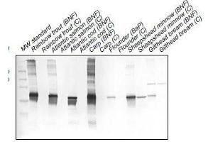 Western Blotting (WB) image for anti-Cytochrome P450 1A (CYP1A) antibody (ABIN108738) (CYP1A anticorps)