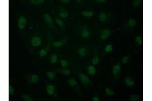 Anti-ARNT mouse monoclonal antibody (ABIN2452786) immunofluorescent staining of COS7 cells transiently transfected by pCMV6-ENTRY ARNT (RC216724). (ARNT anticorps)