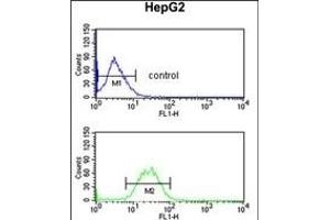 KCNH7 Antibody (N-term) (ABIN653116 and ABIN2842699) flow cytometric analysis of HepG2 cells (bottom histogram) compared to a negative control cell (top histogram). (KCNH7 anticorps  (N-Term))