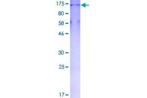 Image no. 1 for rho/rac Guanine Nucleotide Exchange Factor (GEF) 2 (ARHGEF2) (AA 1-959) protein (GST tag) (ABIN7595972)
