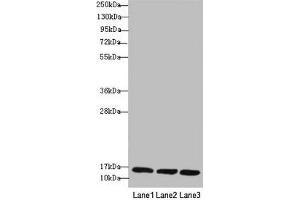 Western blot All lanes: REEP5 antibody at 1. (REEP5 anticorps  (AA 120-189))