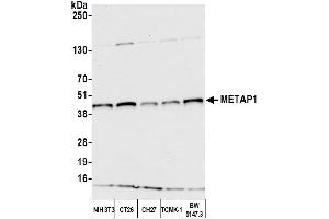 Western Blotting (WB) image for anti-Methionyl Aminopeptidase 1 (METAP1) (AA 336-386) antibody (ABIN7452615) (METAP1 anticorps  (AA 336-386))