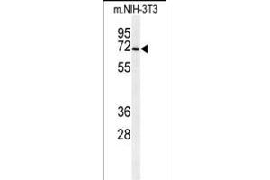 Western blot analysis of CSGALNACT1 Antibody (Center) (ABIN651115 and ABIN2840081) in mouse NIH-3T3 cell line lysates (35 μg/lane). (CSGALNACT1 anticorps  (AA 192-220))
