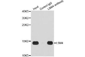 Immunoprecipitation analysis of 200 μg extracts of Jurkat cells using 1 μg LSM4 antibody (ABIN5973492). (LSM4 anticorps)