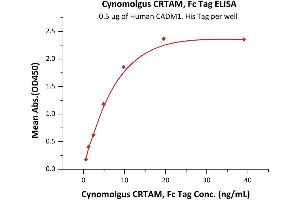 Immobilized Human CADM1, His Tag (ABIN2180673,ABIN2180672) at 5 μg/mL (100 μL/well) can bind Cynomolgus CRTAM, Fc Tag (ABIN2870592,ABIN2870593) with a linear range of 0.