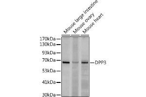 Western blot analysis of extracts of various cell lines, using (ABIN7266782) at 1:500 dilution.