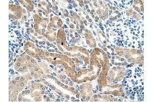 CHAF1B antibody was used for immunohistochemistry at a concentration of 4-8 ug/ml to stain Epithelial cells of renal tubule (arrows) in Human Kidney. (CHAF1B anticorps)
