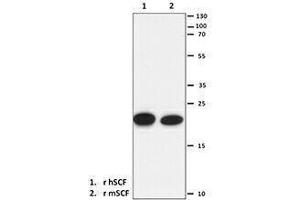 Western Blotting (WB) image for anti-KIT Ligand (KITLG) antibody (ABIN2665356) (KIT Ligand anticorps)