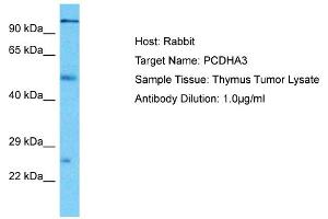Host: Rabbit Target Name: PCDHA3 Sample Type: Thymus Tumor lysates Antibody Dilution: 1. (PCDHA3 anticorps  (Middle Region))