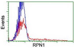 HEK293T cells transfected with either RC201554 overexpress plasmid (Red) or empty vector control plasmid (Blue) were immunostained by anti-RPN1 antibody (ABIN2455103), and then analyzed by flow cytometry. (RPN1 anticorps)
