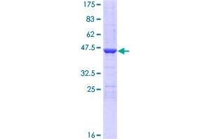 Image no. 1 for Neudesin (NENF) (AA 1-172) protein (GST tag) (ABIN1312388)