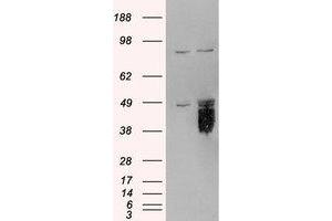 Image no. 1 for anti-Tissue Factor Pathway Inhibitor (Lipoprotein-Associated Coagulation Inhibitor) (TFPI) (AA 292-304) antibody (ABIN292523) (TFPI anticorps  (AA 292-304))